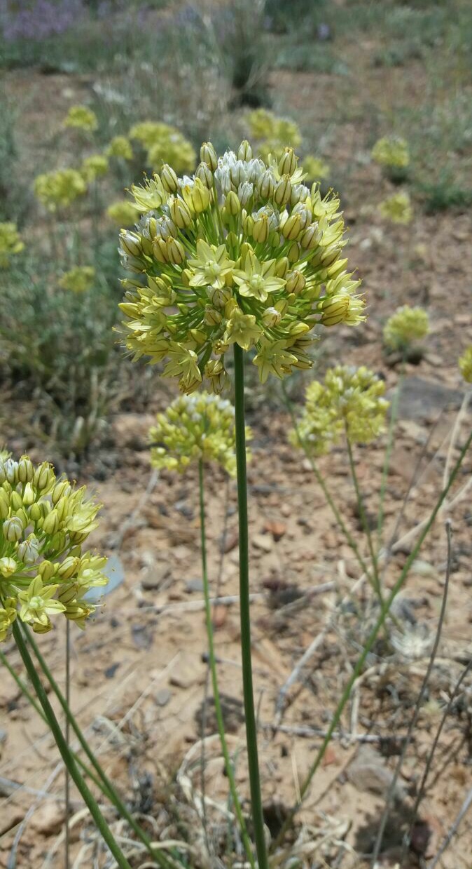 Allium scabriscapum